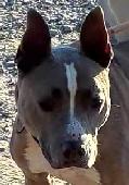 Deacon